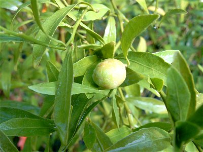 Eremolemon Frucht und Zweige