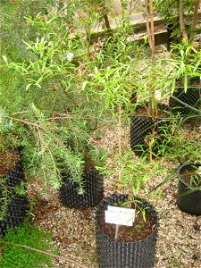 Citrus glauca specimen in the National Botanic Garden of Belgium, Meise, just north of Brussels, Belgium.