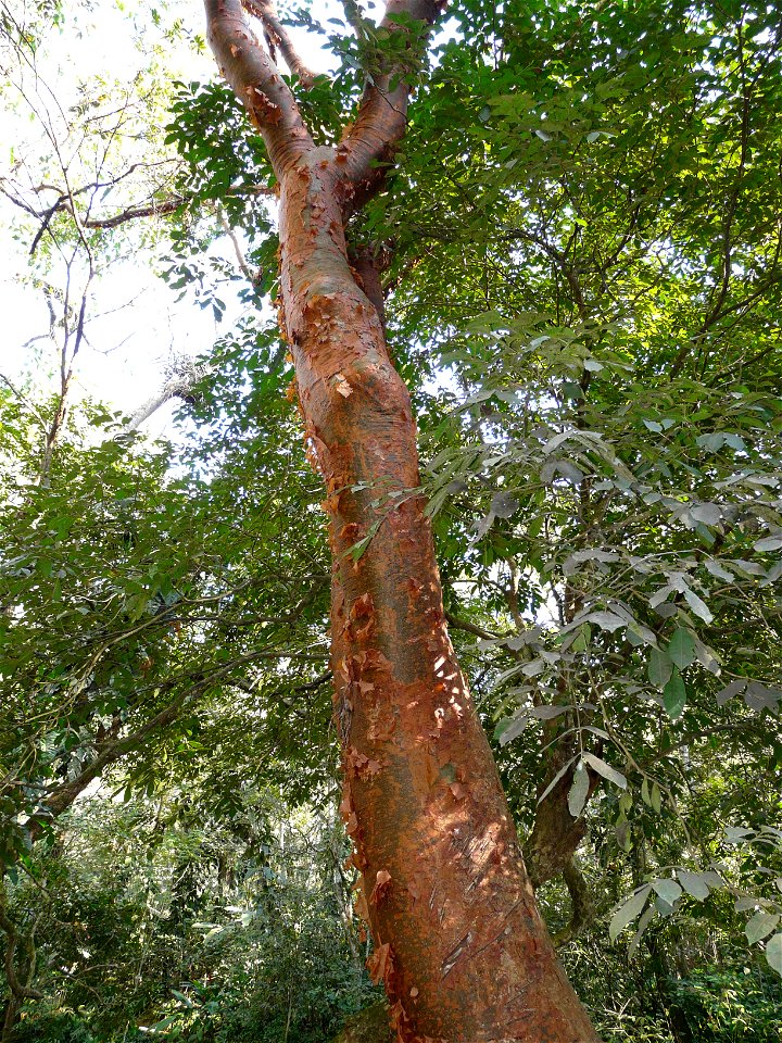 Kummibursera jaanuaris, Copán, Honduras.