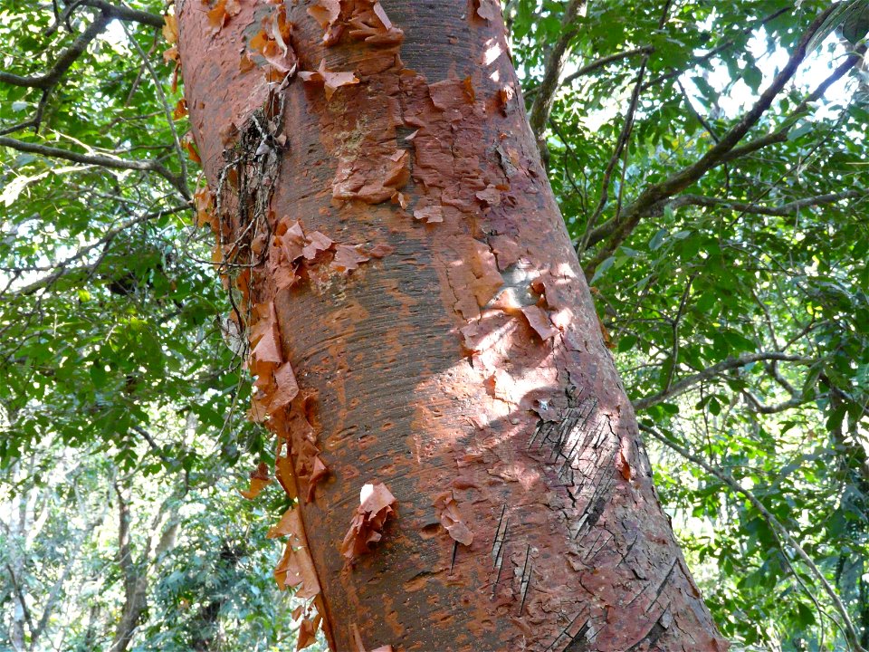 Kummibursera (Bursera simaruba) jaanuaris, Copán, Hondura.