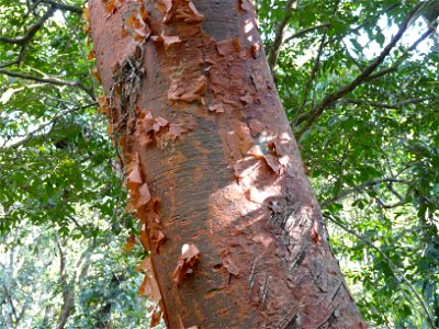 Kummibursera (Bursera simaruba) jaanuaris, Copán, Hondura.