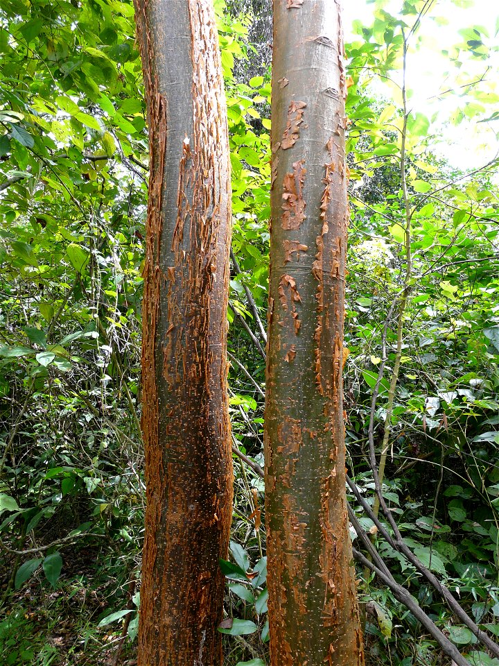 Kummibursera (Bursera simaruba). Topoxté, Guatemala.