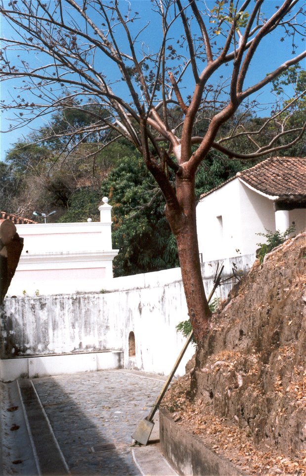 El Indio desnudo (Bursera simaruba) es un árbol americano común en las zonas áridas de la Zona Intertropical. Puede crecer casi en cualquier parte, como puede verse en la foto.

Foto tomada en febrero