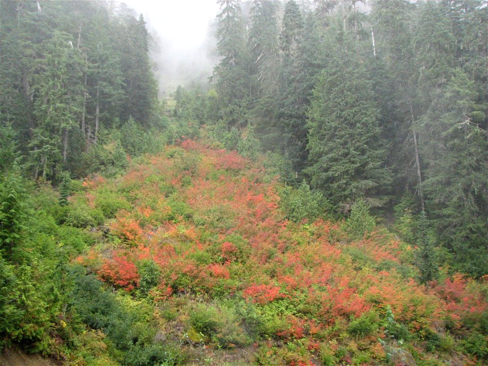Vine Maple (Acer circinatum) in Olympic National Forest in September
