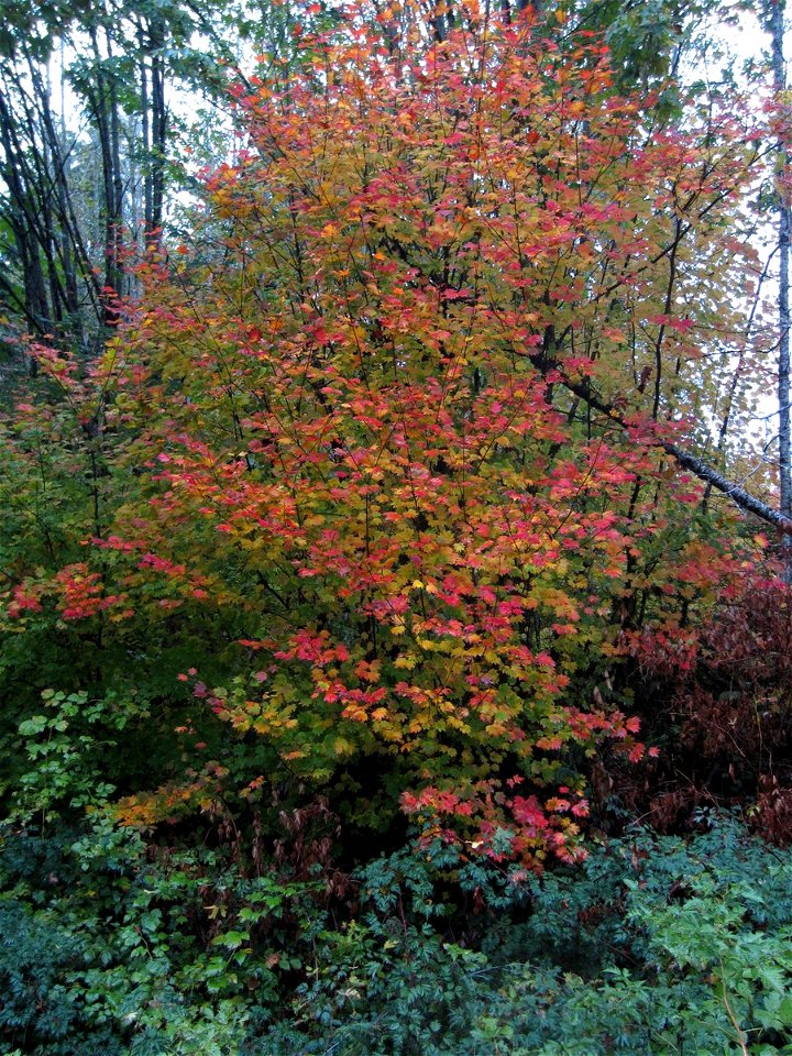 Vine Maples are showing their colors in the forest ...A perfect weekend to #OptOutside!