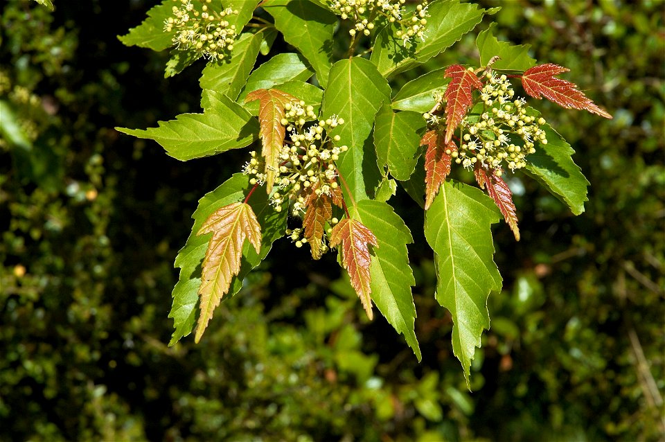 Acer ginnala with flowers