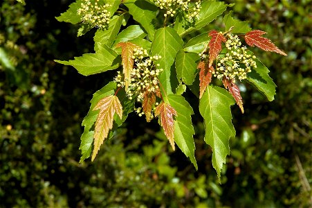 Acer ginnala with flowers photo