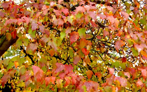 Amur Maple Acer ginnala (syn. A. tataricum subsp. ginnala), Parc floral de Paris, Autumn 2010