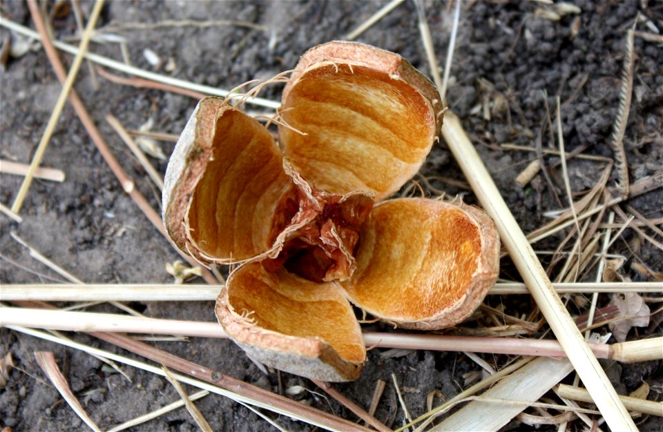 Fruit du caïlcedrat