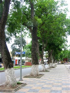 Khaya senegalensis in Hanoi University of Technology, Hanoi, Vietnam