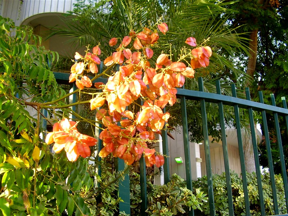 koelreuteria bipinnata (fruits), ramat-gan, israel