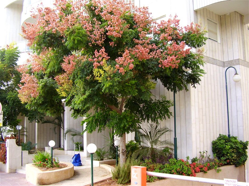koelreuteria bipinnata, ramat -gan , israel