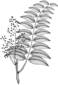 Cedrela odorata BYN