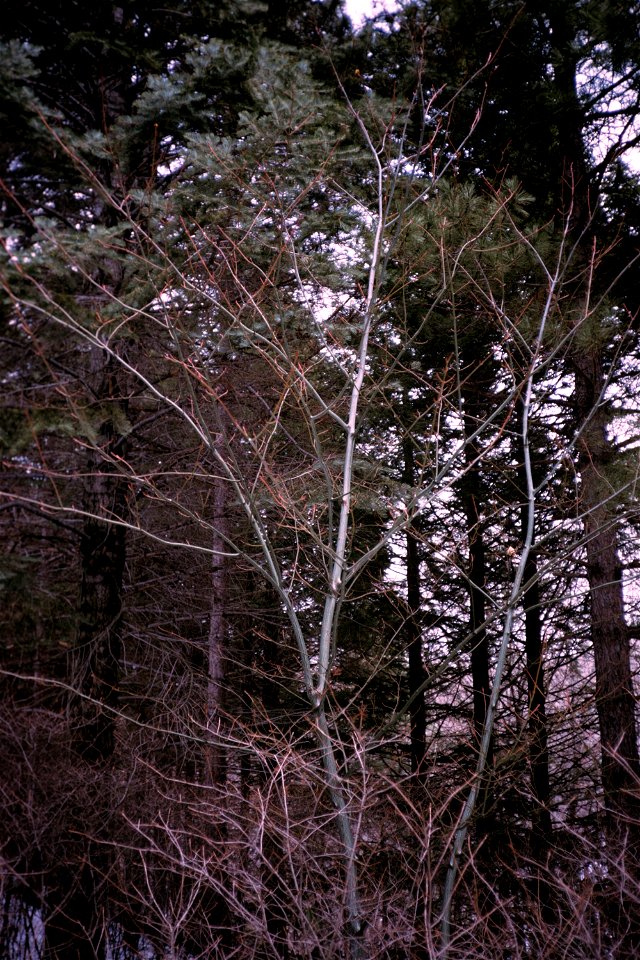 Acer pensylvanicum