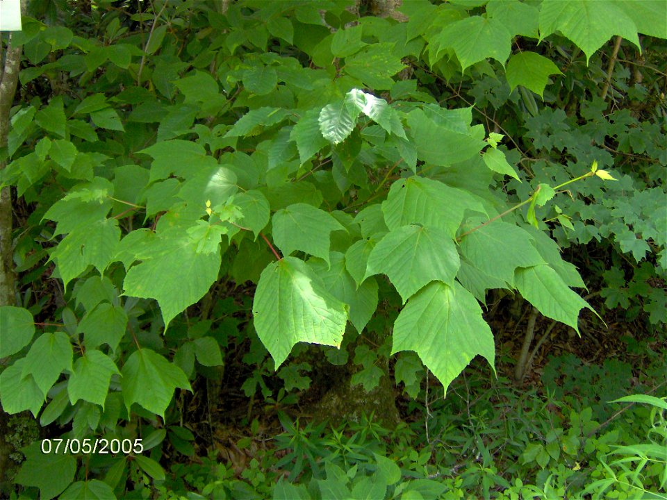 Photo taken July, 2005, Cranberry Wilderness, West Virginia
