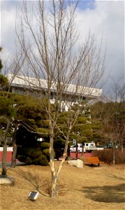 Winter Acer buergerianum tree in Miryang, Gyeongsangnam-do, South Korea. photo