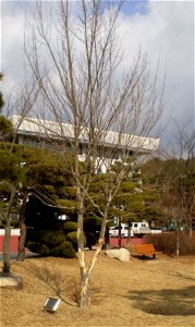 Winter Acer buergerianum tree in Miryang, Gyeongsangnam-do, South Korea.