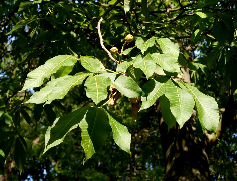 Aesculus pavia, fruits and leaves, Jardin du Luxembourg, Paris