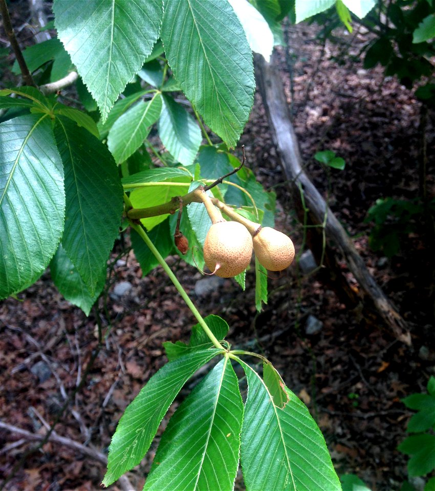 Aesculus pavia, at Lost Maples State Natural Area, Bandera County, Texas.