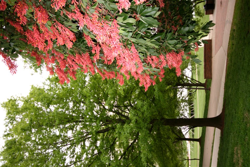 McKeldin_Mall_Aesculus_pavia_red_buckeye_2