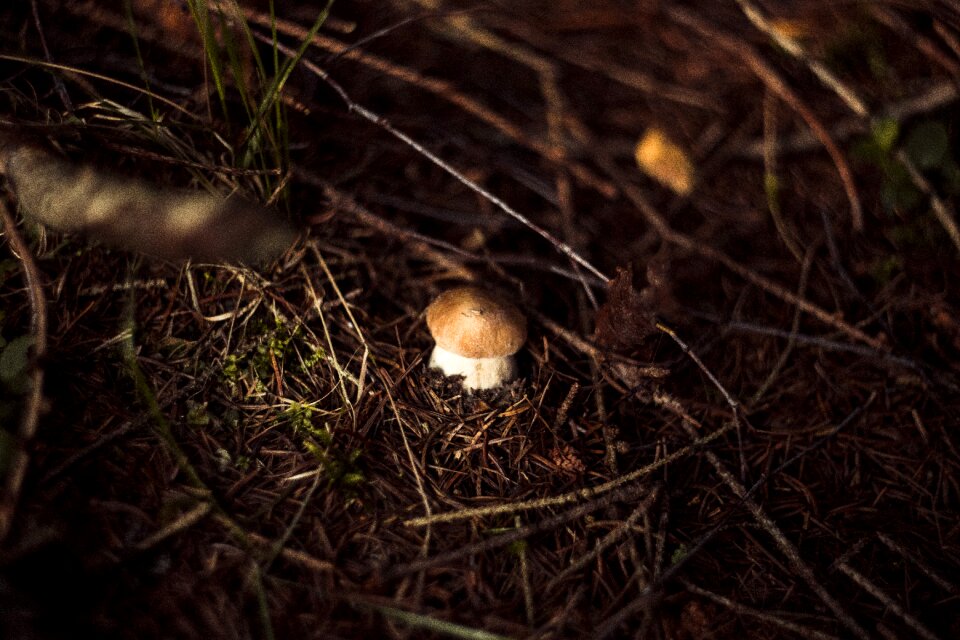 Autumn mushrooms red