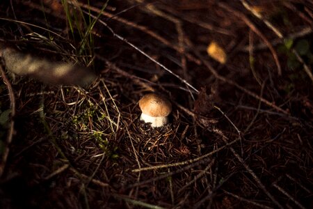 Autumn mushrooms red photo