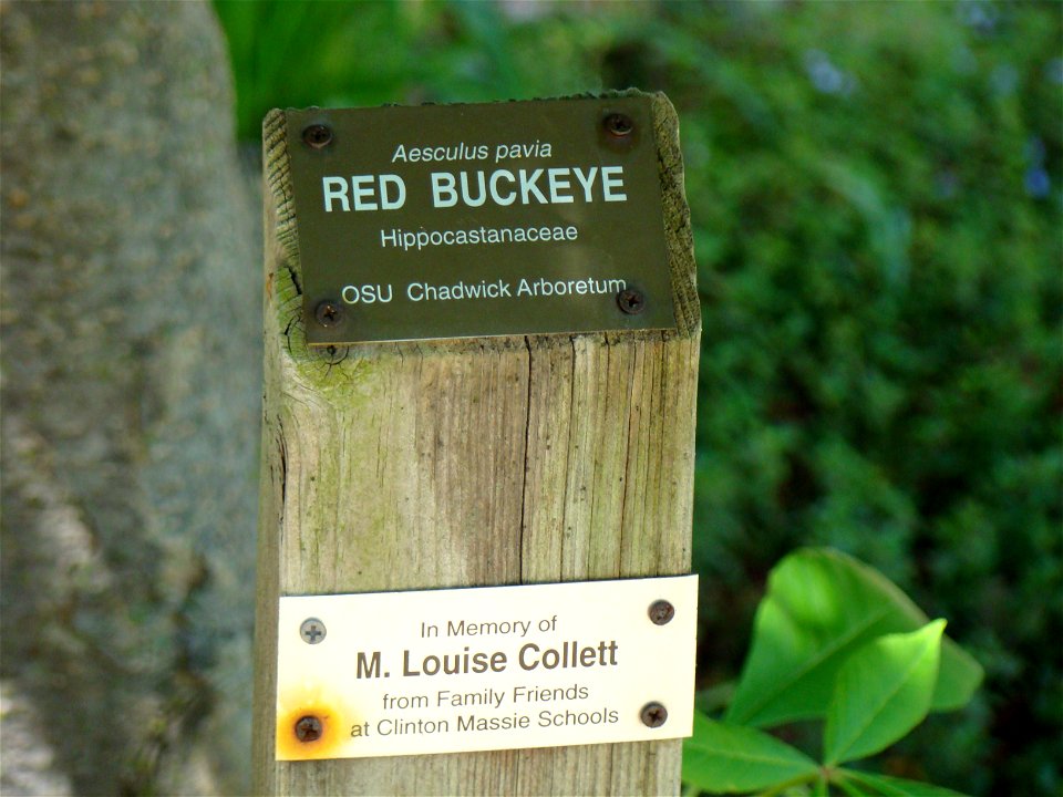 Chadwick Arboretum and Learning Gardens
Columbus, Ohio

The Ohio State University
