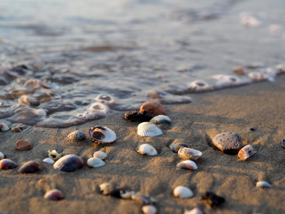 Salt water drift wood wave