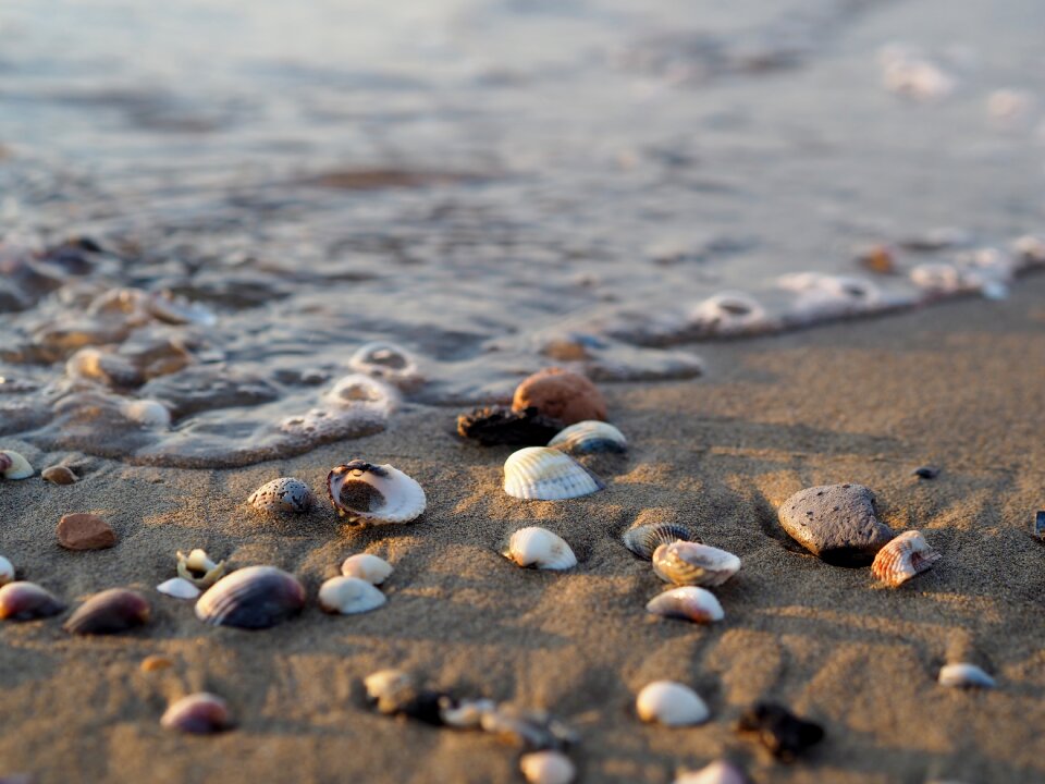 Salt water drift wood wave photo