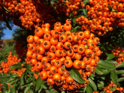 Small bush close up