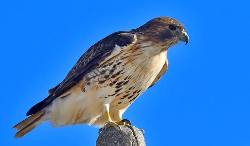 Nature animal raptor