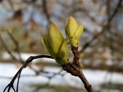 Tatarischer Steppen-Ahorn (Acer tataricum) an der Saar in Sankt Arnual