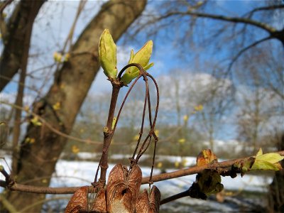 Tatarischer Steppen-Ahorn (Acer tataricum) an der Saar in Sankt Arnual