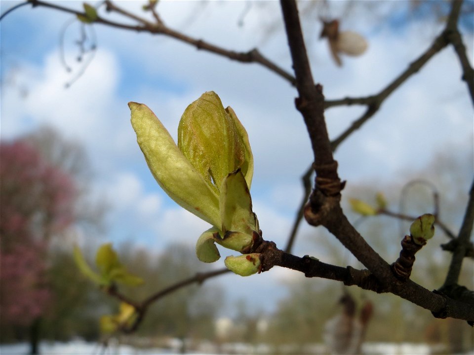 Tatarischer Steppen-Ahorn (Acer tataricum) an der Saar in Sankt Arnual