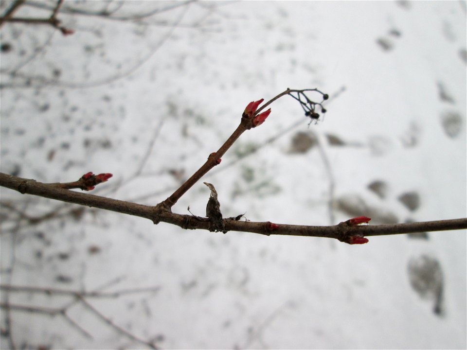 Tatarischer Steppen-Ahorn (Acer tataricum) in Sankt Arnual bei Neuschnee am 2. März 2018 - Ursprung: Osteuropa und West-Asien