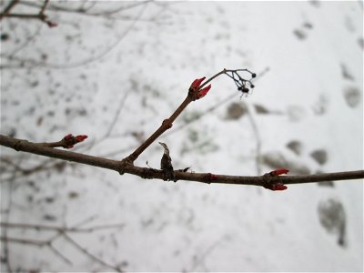 Tatarischer Steppen-Ahorn (Acer tataricum) in Sankt Arnual bei Neuschnee am 2. März 2018 - Ursprung: Osteuropa und West-Asien