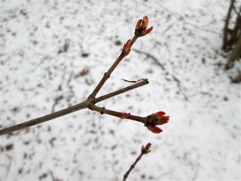 Knospen vom Tatarischen Steppen-Ahorn (Acer tataricum) in Sankt Arnual bei Neuschnee am 2. März 2018 - Ursprung: Osteuropa und West-Asien, einziges Vorkommen in Saarbrücken mit ausgewilderten Jungbäum