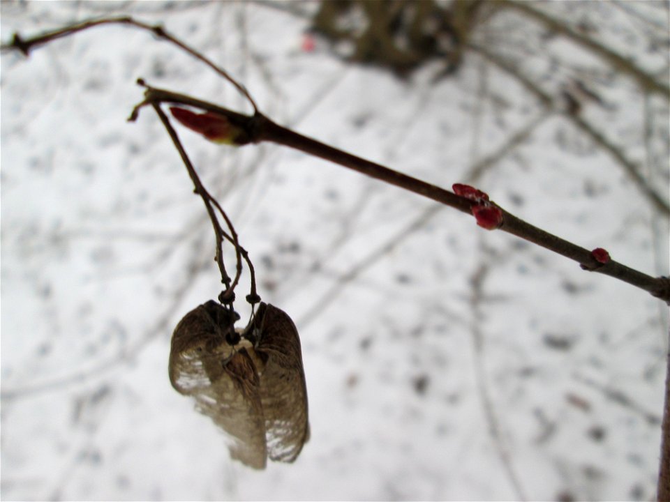 Knospen vom Tatarischen Steppen-Ahorn (Acer tataricum) in Sankt Arnual bei Neuschnee am 2. März 2018 - Ursprung: Osteuropa und West-Asien, einziges Vorkommen in Saarbrücken mit ausgewilderten Jungbäum