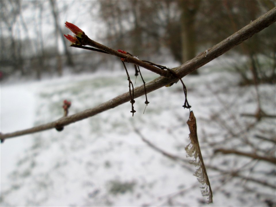 Knospen vom Tatarischen Steppen-Ahorn (Acer tataricum) in Sankt Arnual bei Neuschnee am 2. März 2018 - Ursprung: Osteuropa und West-Asien, einziges Vorkommen in Saarbrücken mit ausgewilderten Jungbäum