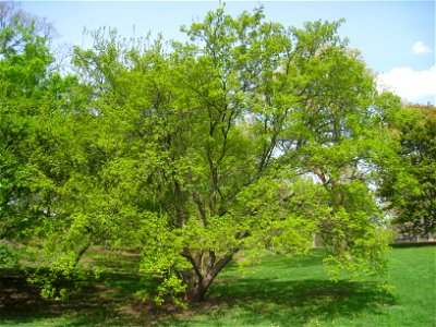 Acer tataricum, Arnold Arboretum, Jamaica Plain, Boston, Massachusetts, USA.
