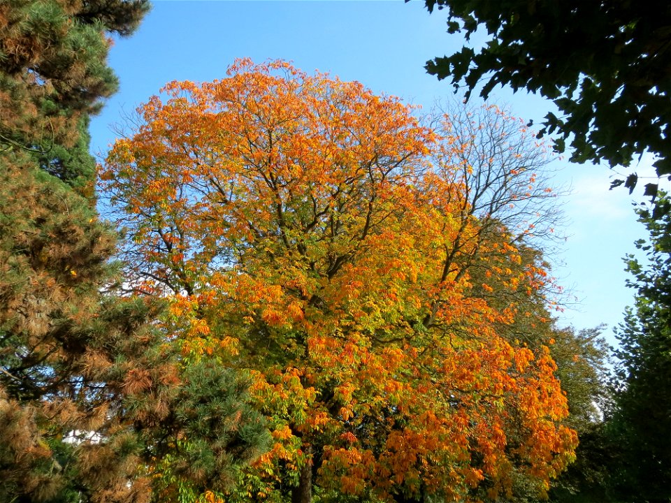 Gelbe Rosskastanie (Aesculus flava) am Staden in Saarbrücken