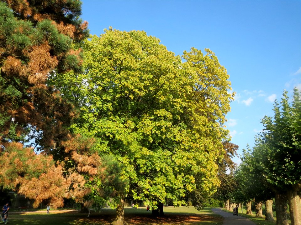 Gelbe Rosskastanie (Aesculus flava) am Staden in Saarbrücken