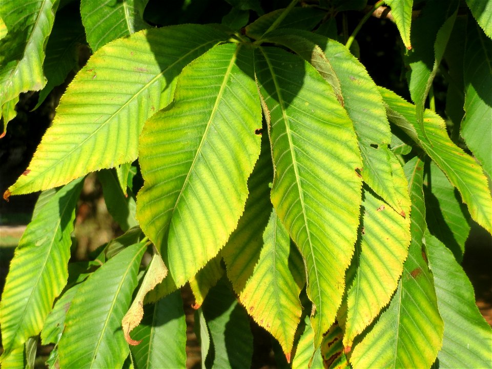Gelbe Rosskastanie (Aesculus flava) am Staden in Saarbrücken
