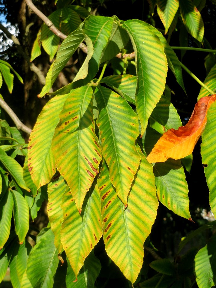 Gelbe Rosskastanie (Aesculus flava) am Staden in Saarbrücken