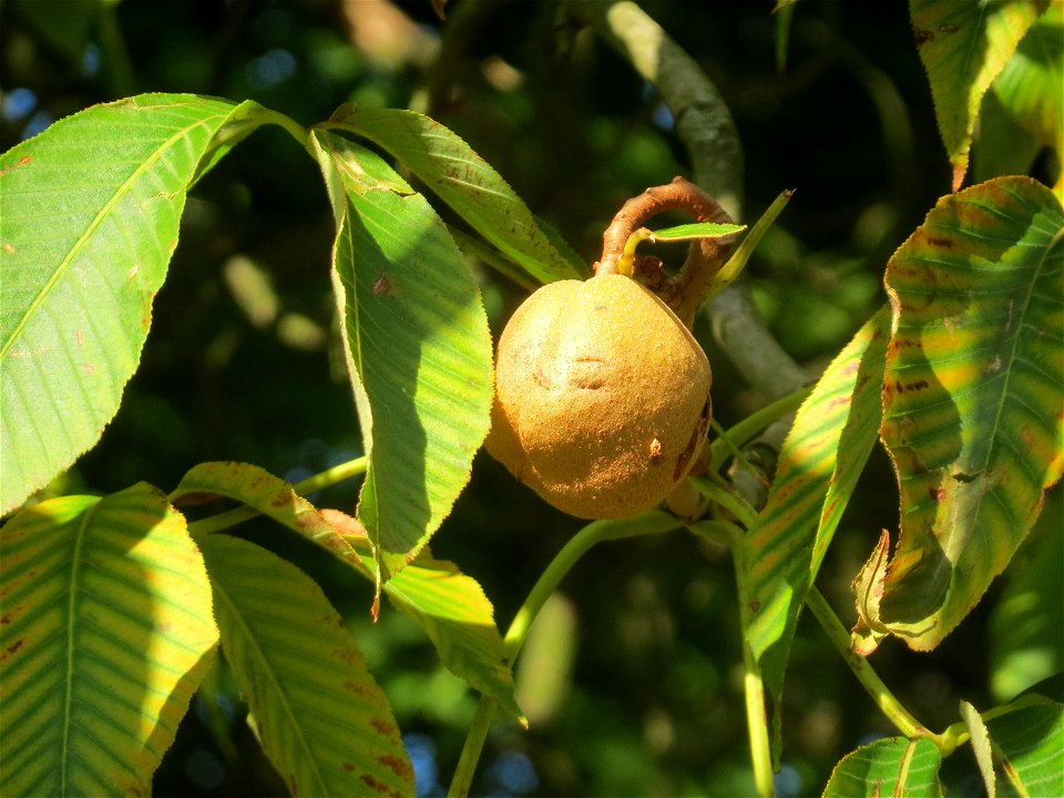 Gelbe Rosskastanie (Aesculus flava) am Staden in Saarbrücken