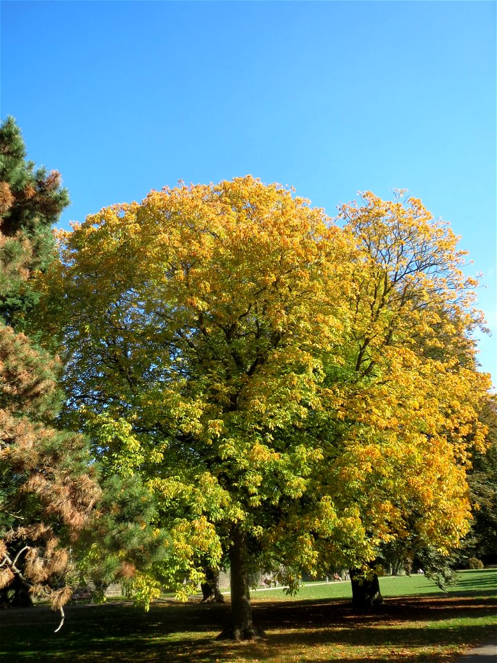 Gelbe Rosskastanie (Aesculus flava) am Staden in Saarbrücken