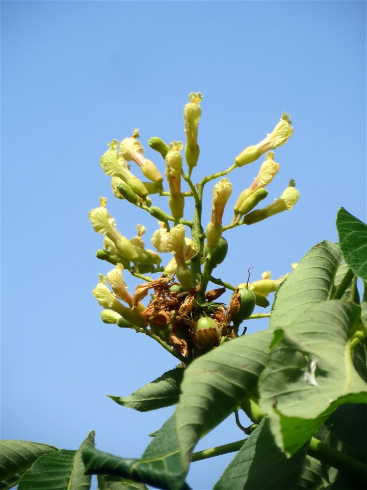 Gelbe Rosskastanie (Aesculus flava) am Staden in Saarbrücken photo