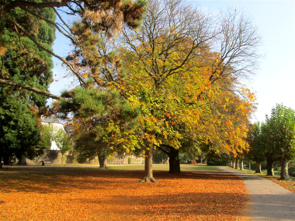 Gelbe Rosskastanie (Aesculus flava) am Staden in Saarbrücken photo