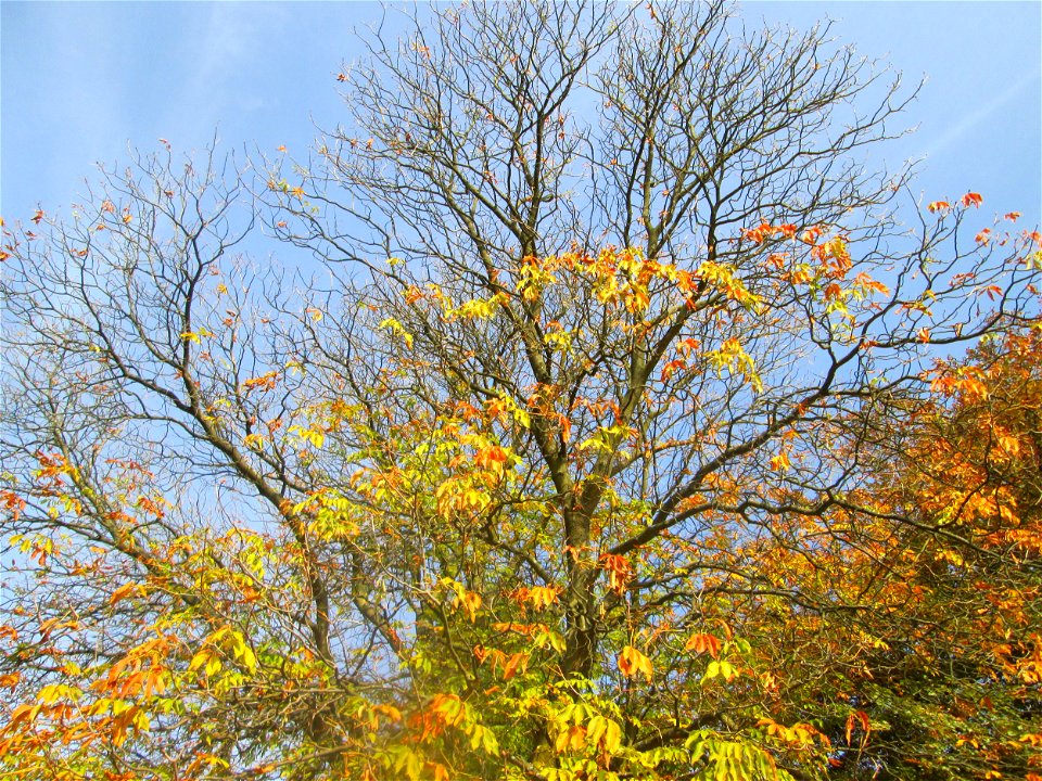 Gelbe Rosskastanie (Aesculus flava) am Staden in Saarbrücken