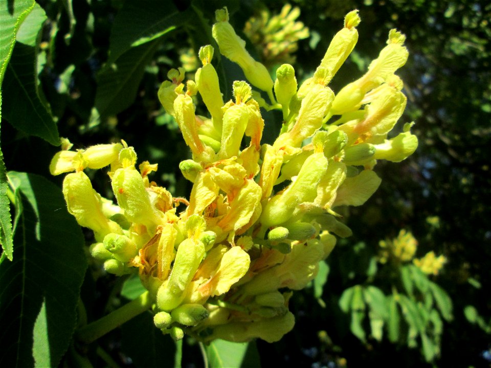 Gelbe Rosskastanie (Aesculus flava) am Staden in Saarbrücken